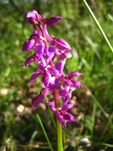 orchidee-sauvage